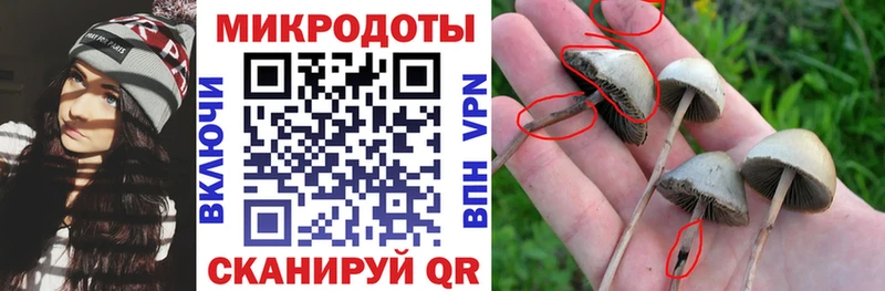 Псилоцибиновые грибы Cubensis  кракен вход  Владимир 